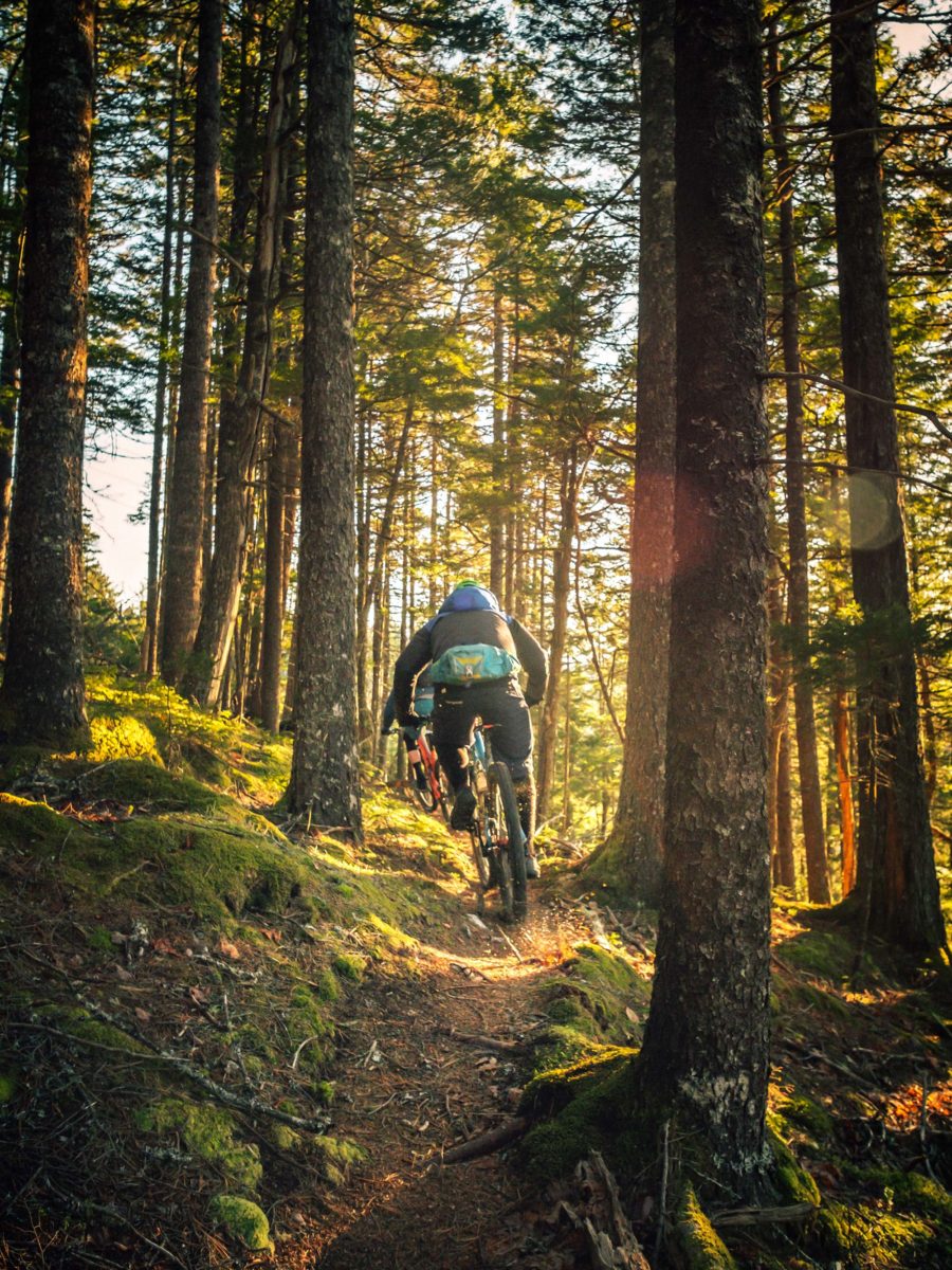 Image of mountain biker in forest
